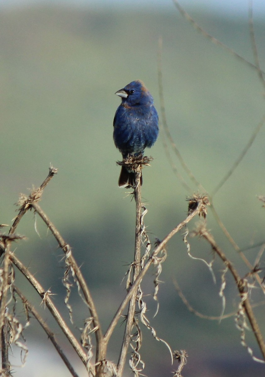 Blue Grosbeak - Liz & Kev