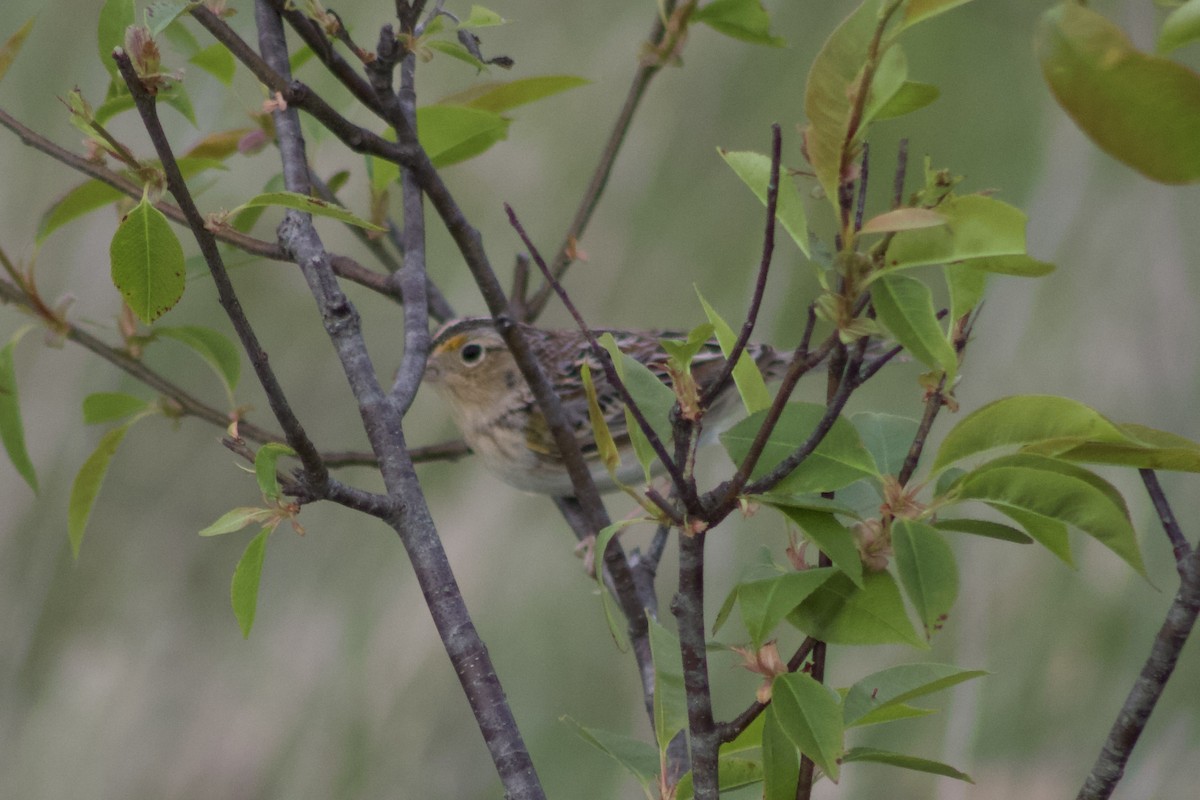 Grasshopper Sparrow - Brady Higginbotham