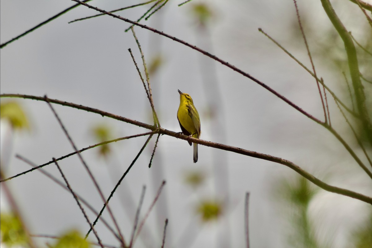 Prairie Warbler - Brady Higginbotham