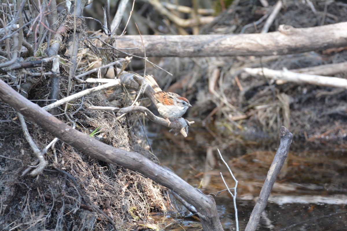 Swamp Sparrow - ML618101376