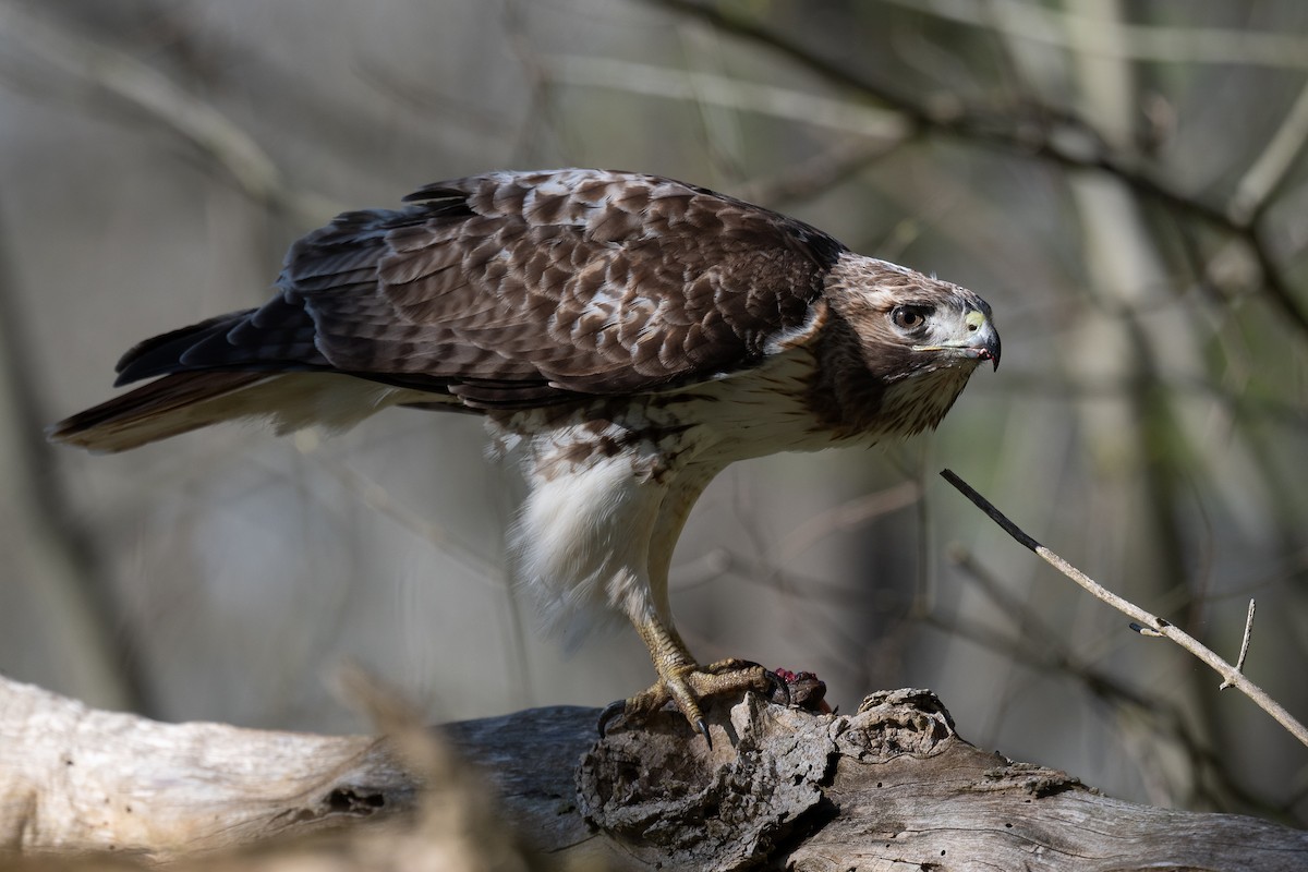 Red-tailed Hawk - Mike Schijf