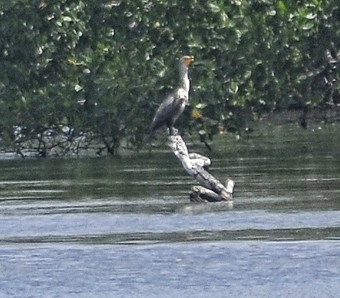 Double-crested Cormorant - ML618101399