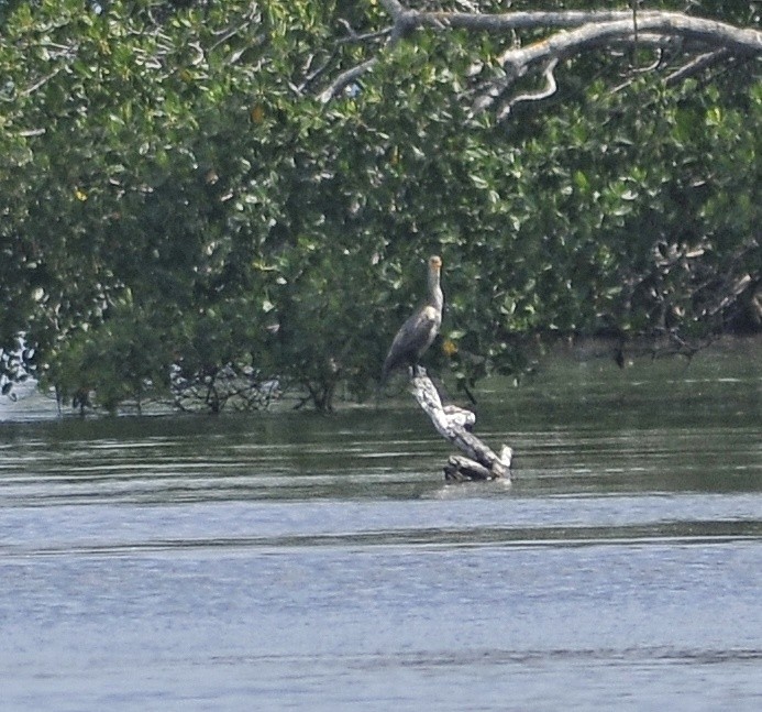 Double-crested Cormorant - Delvis Yamila Sáez Hernández