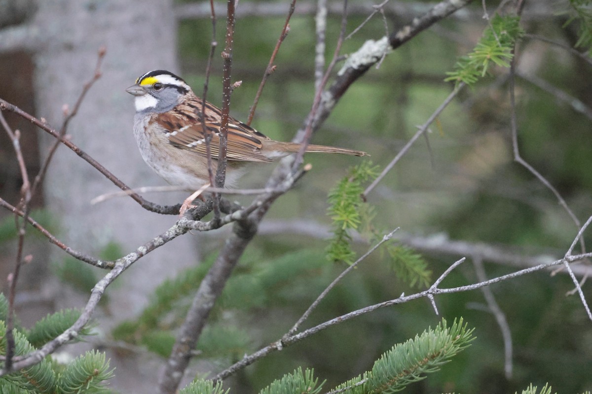 White-throated Sparrow - Dary Tremblay