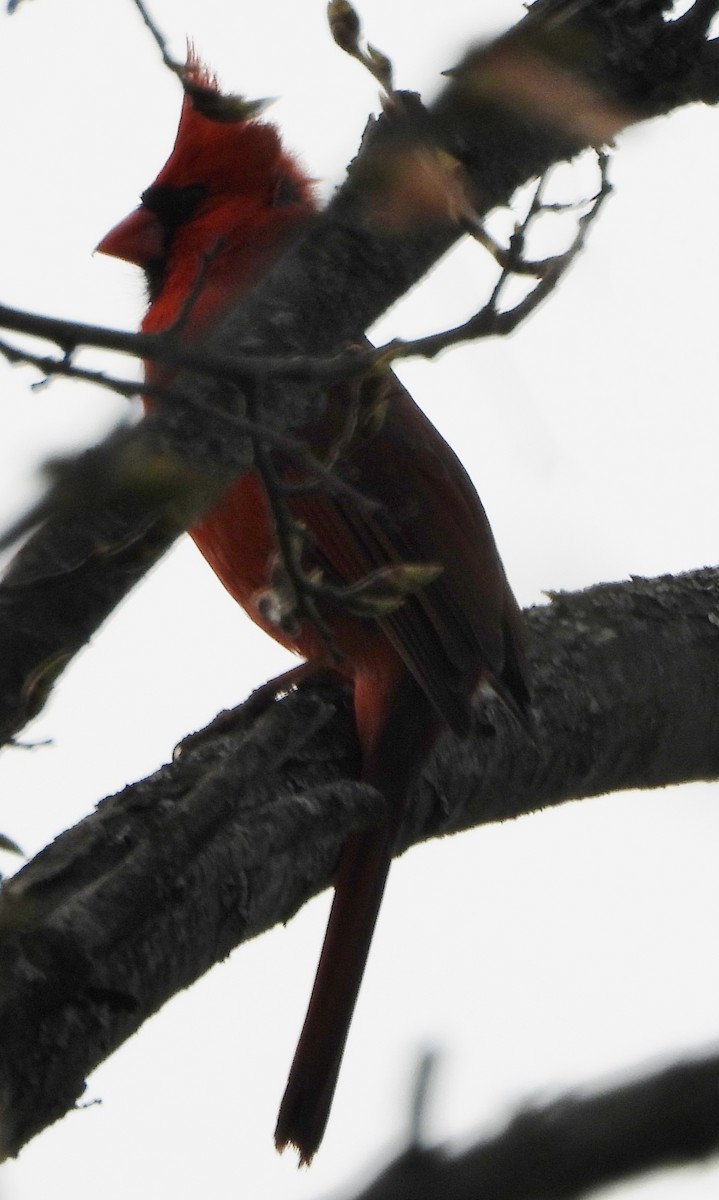 Northern Cardinal - alan murray