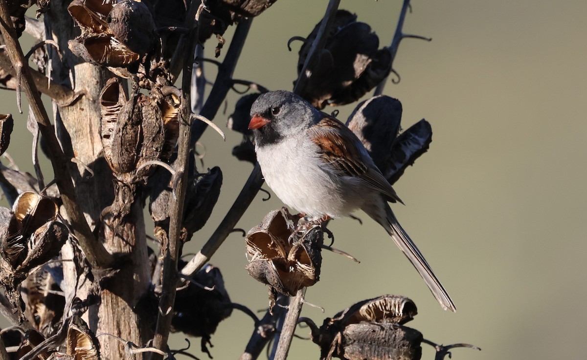 Black-chinned Sparrow - ML618101454