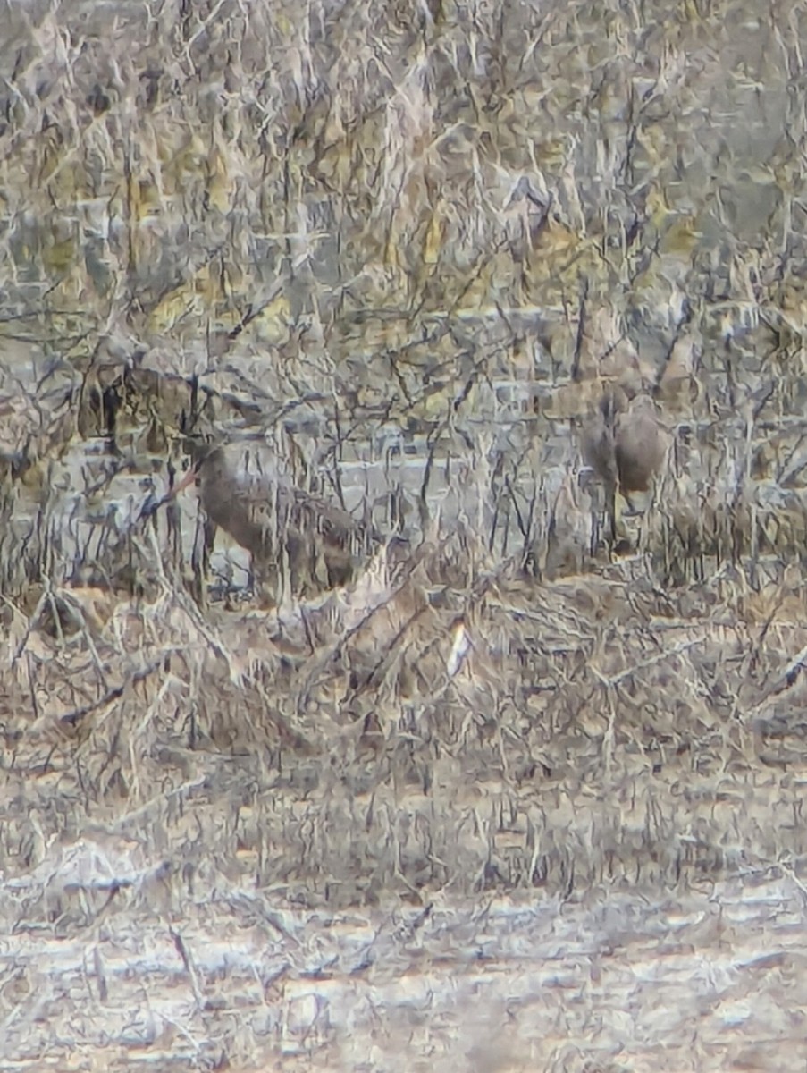 Marbled Godwit - ML618101455