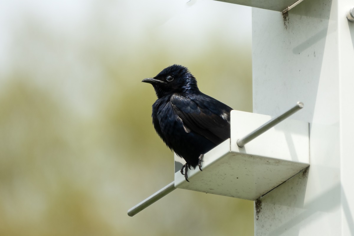 Purple Martin - ML618101459