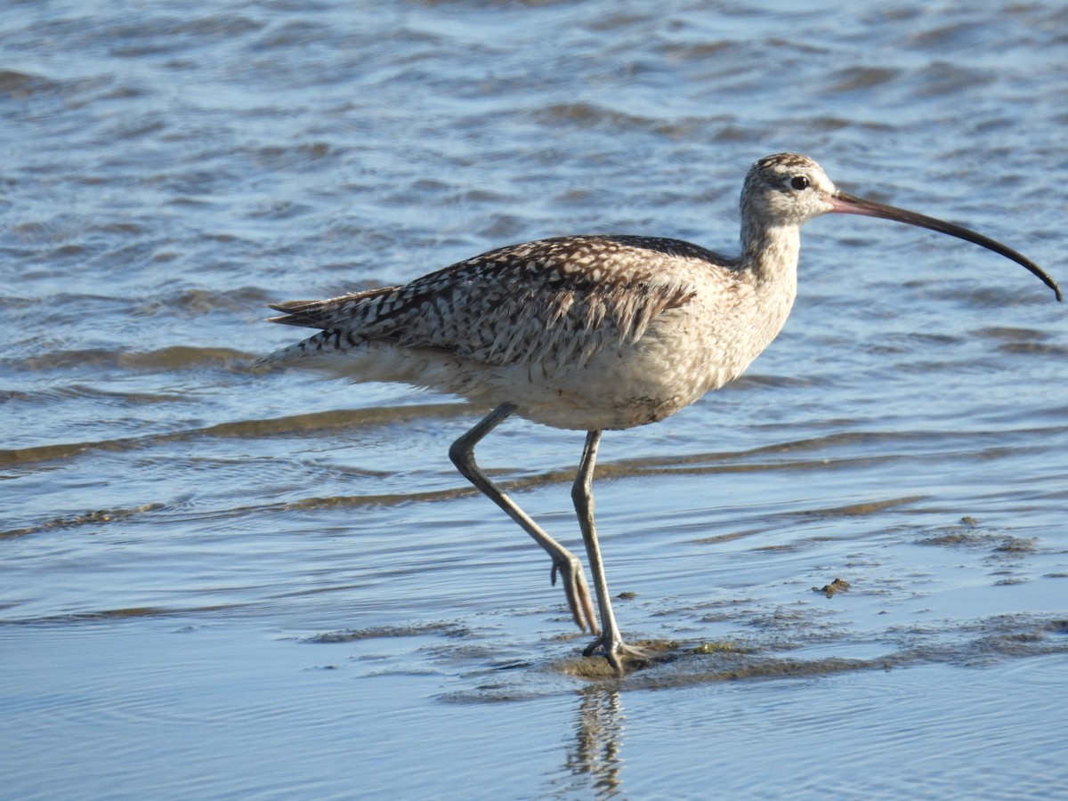 Long-billed Curlew - Patti Northam