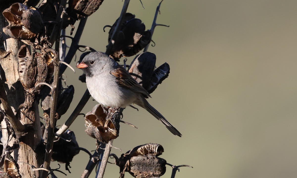 Black-chinned Sparrow - ML618101472