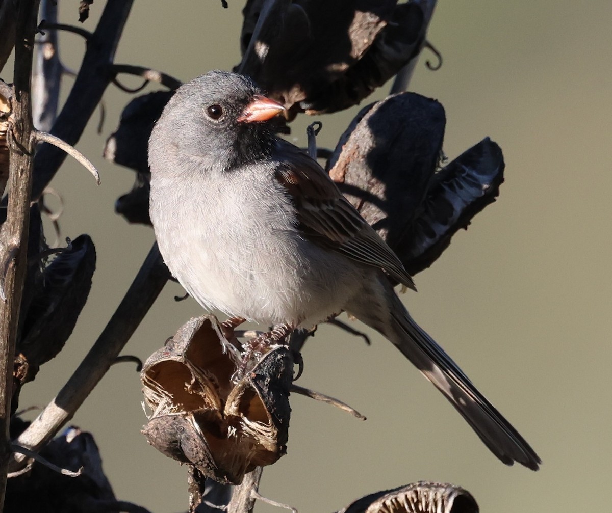 Black-chinned Sparrow - ML618101473
