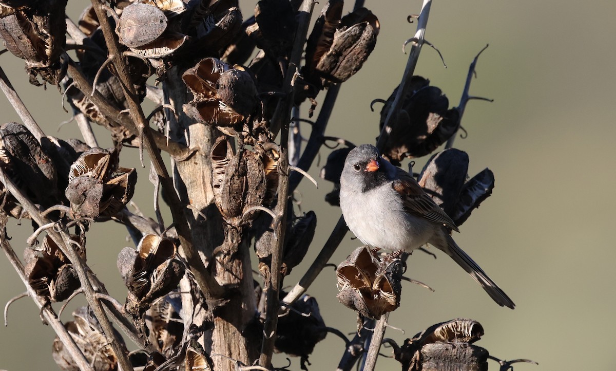 Black-chinned Sparrow - ML618101475