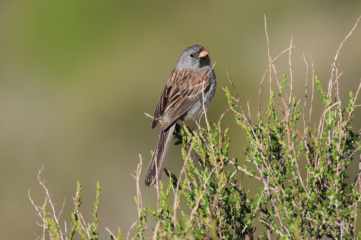 Black-chinned Sparrow - ML618101476