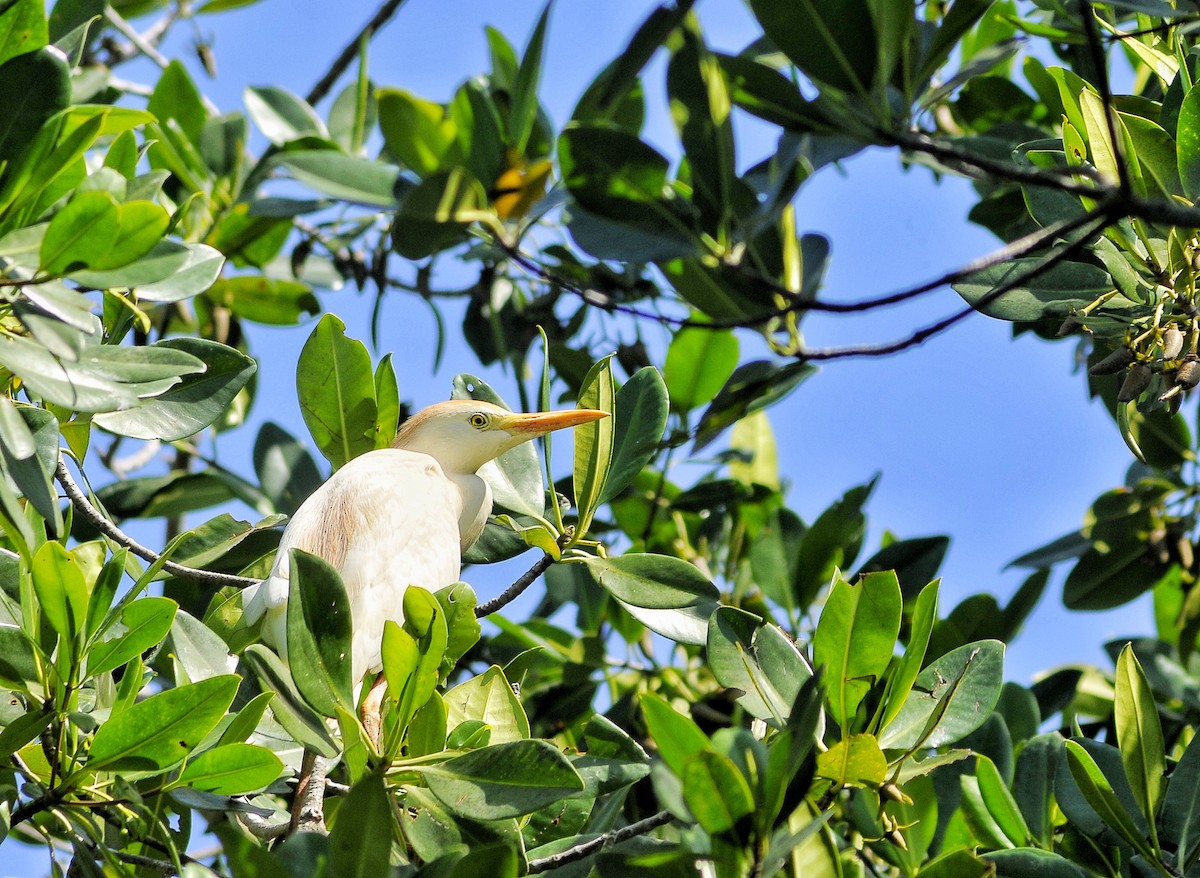 Western Cattle Egret - ML618101483