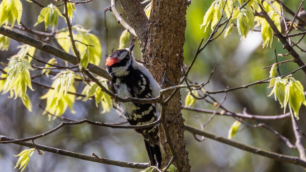 Downy Woodpecker - ML618101501