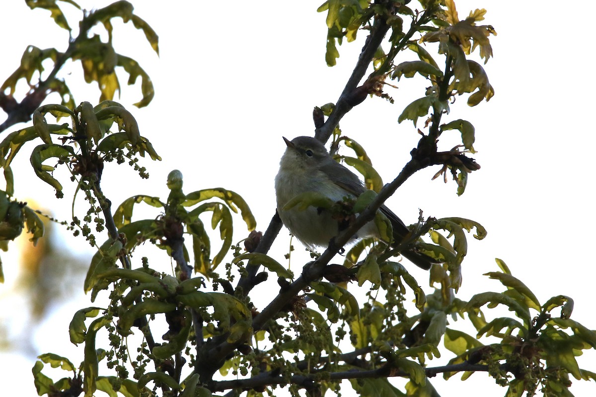 Common Chiffchaff - ML618101505