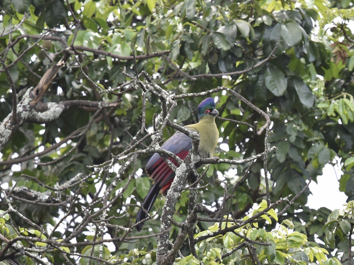 Purple-crested Turaco - Shirley Bobier