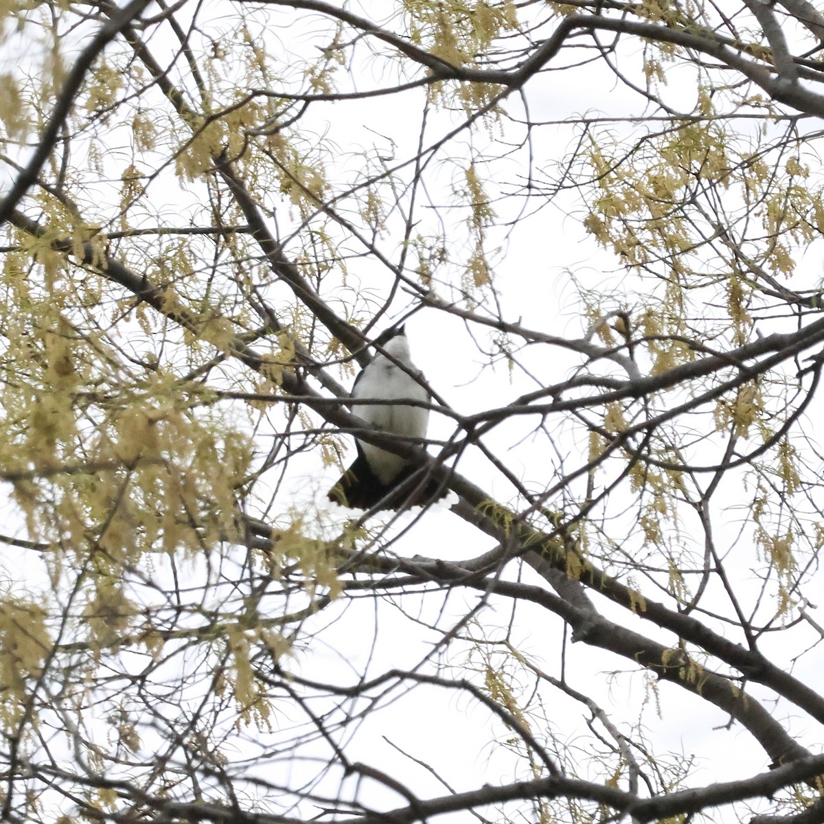 Eastern Kingbird - ML618101513