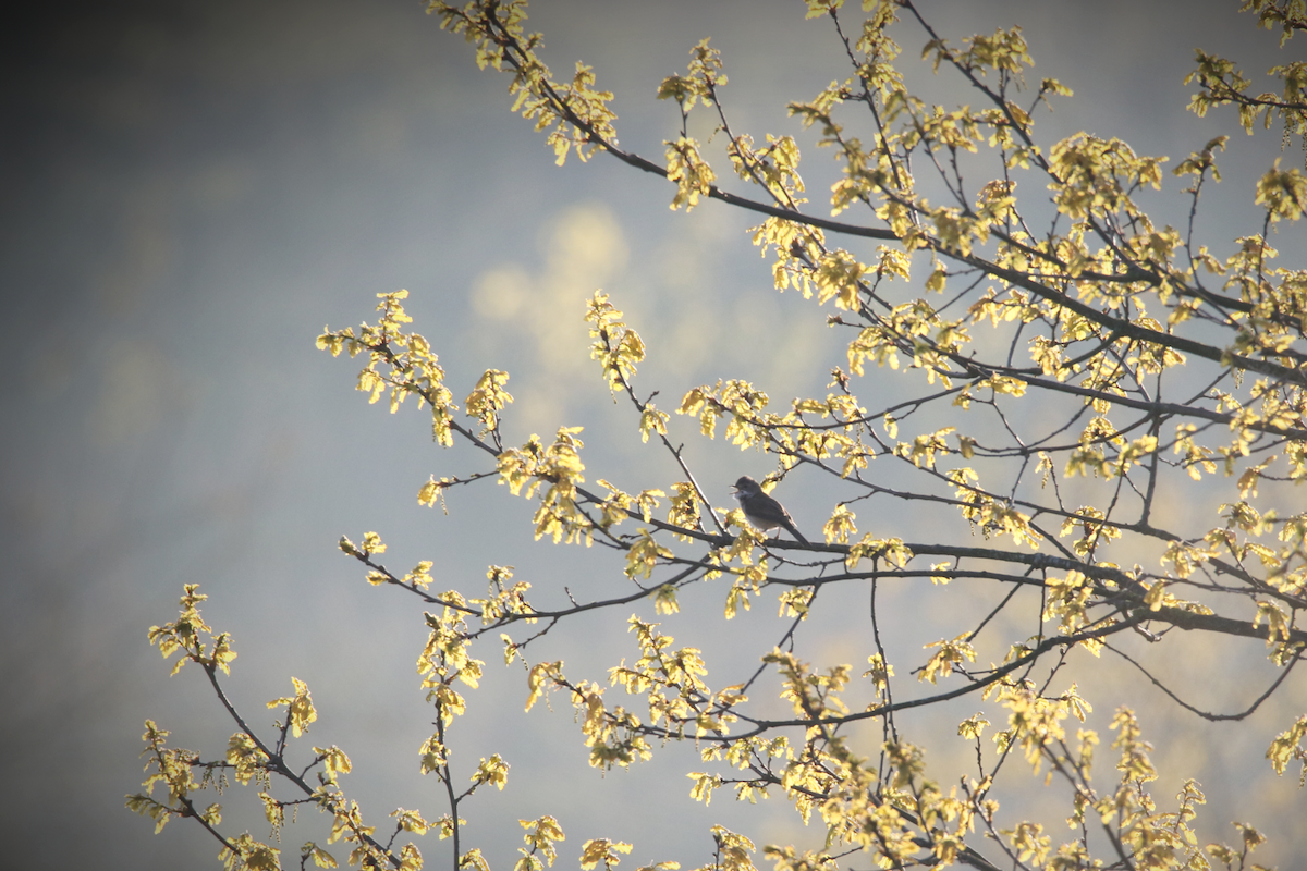 Greater Whitethroat - ML618101517