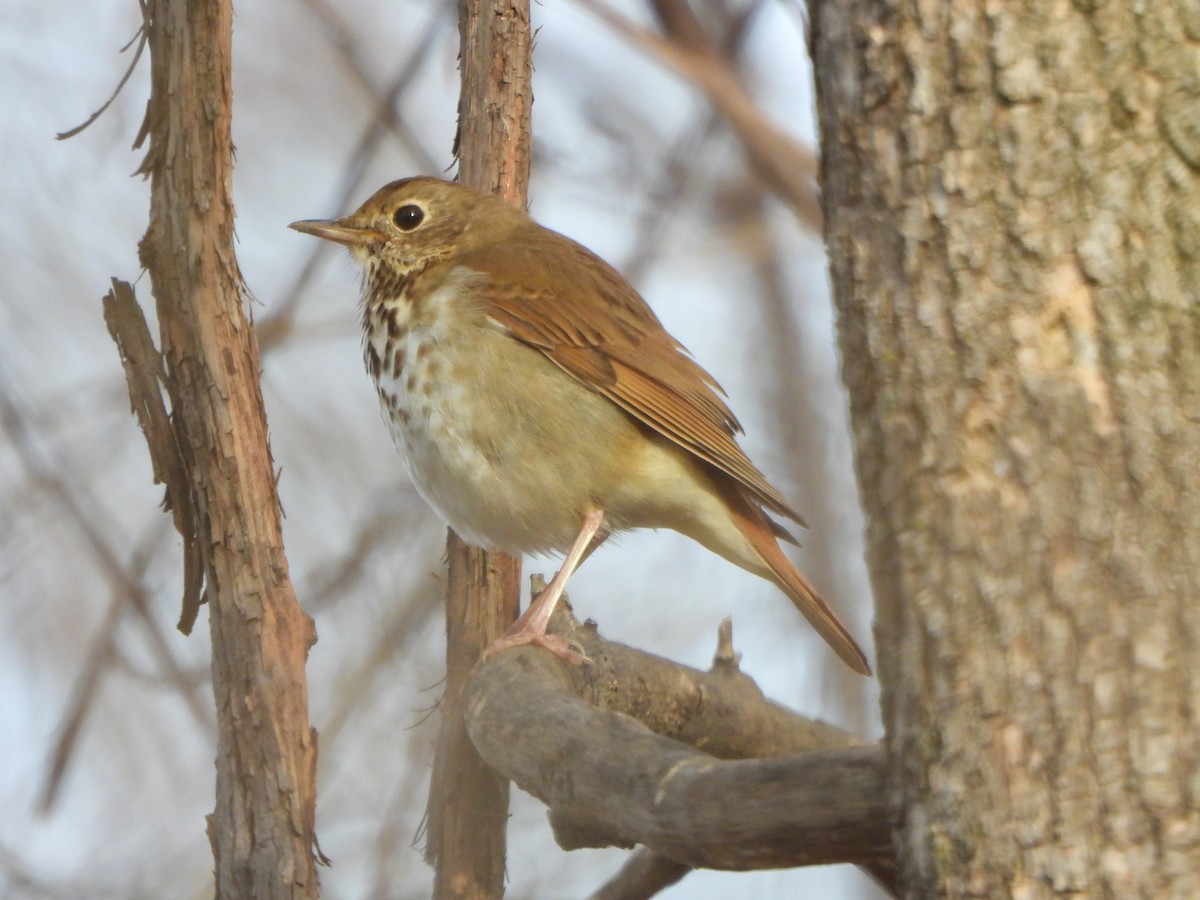 Hermit Thrush - H Burke