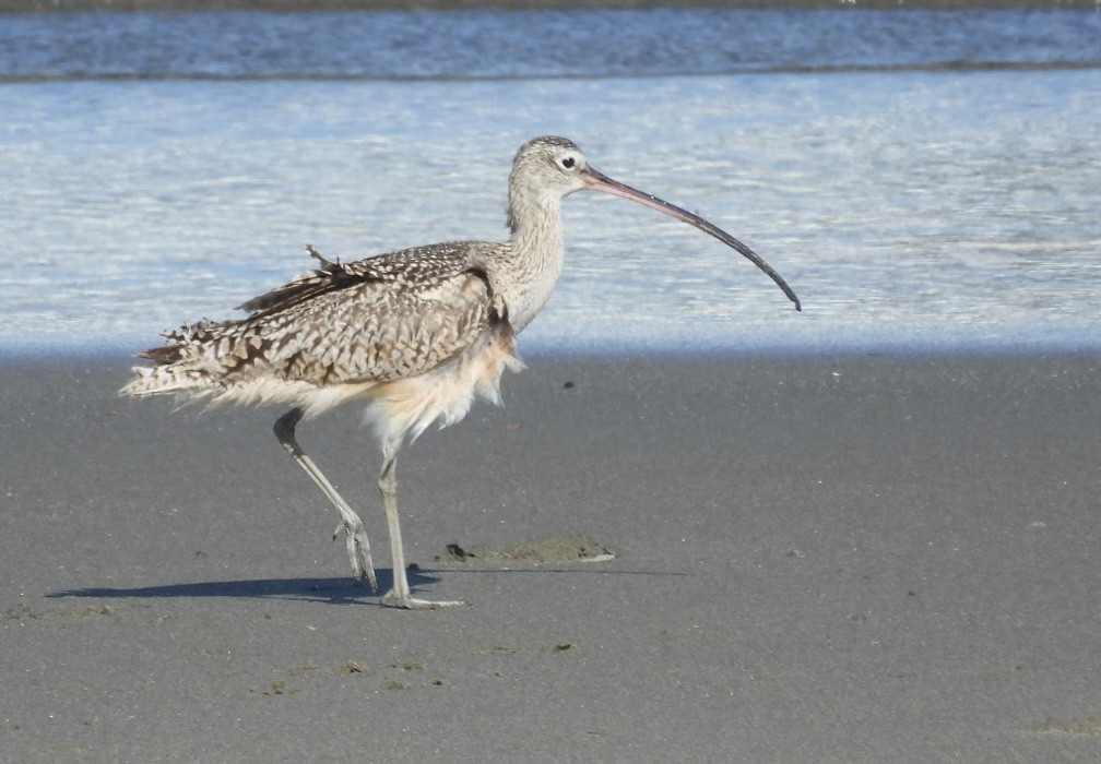 Long-billed Curlew - Patti Northam