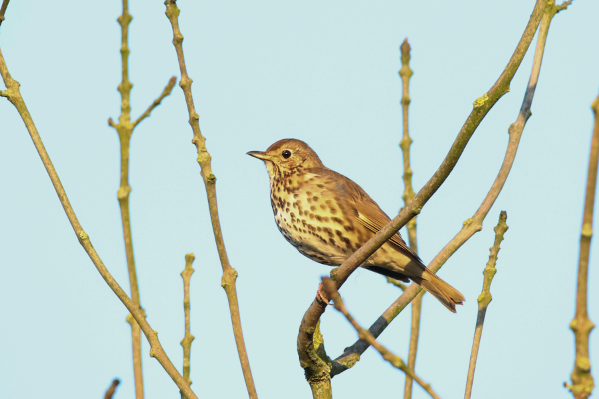 Song Thrush - ML618101535