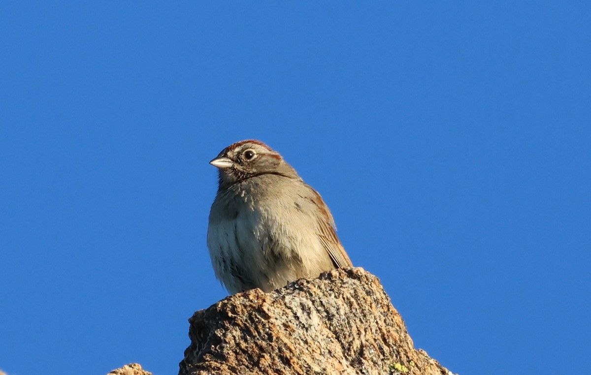 Rufous-crowned Sparrow - ML618101537