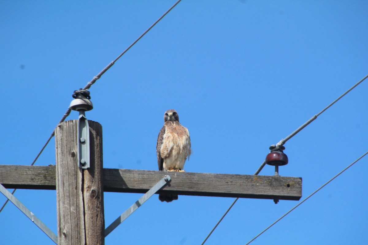 Swainson's Hawk - ML618101538