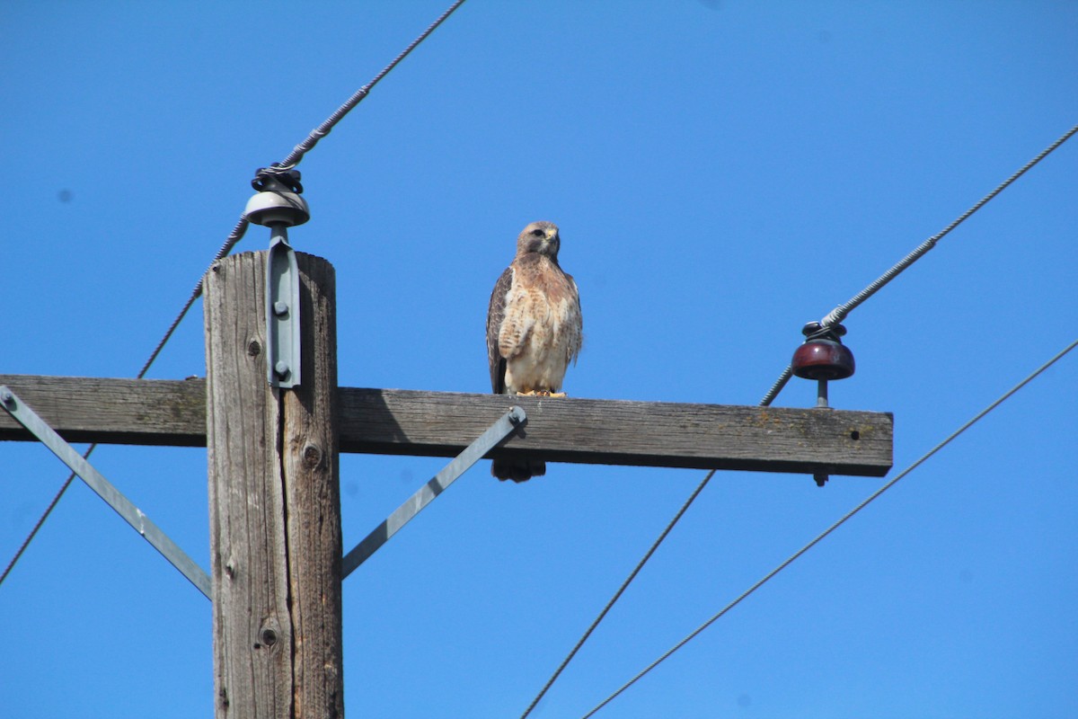 Swainson's Hawk - ML618101541