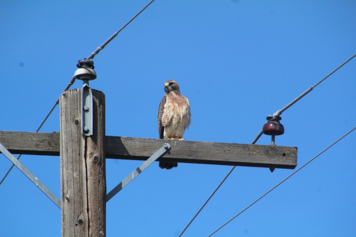 Swainson's Hawk - ML618101542