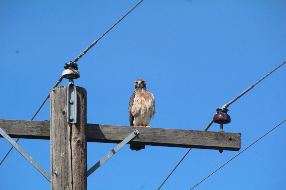 Swainson's Hawk - ML618101543