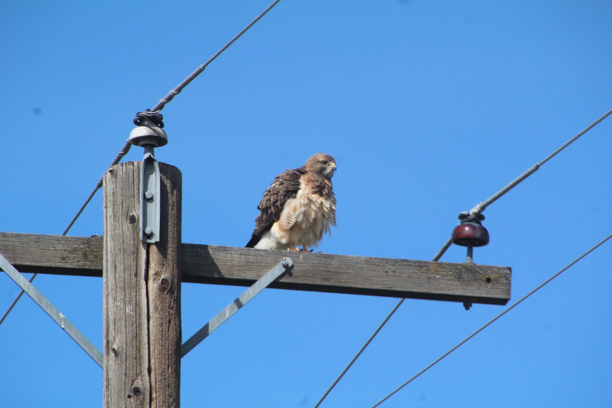 Swainson's Hawk - ML618101558