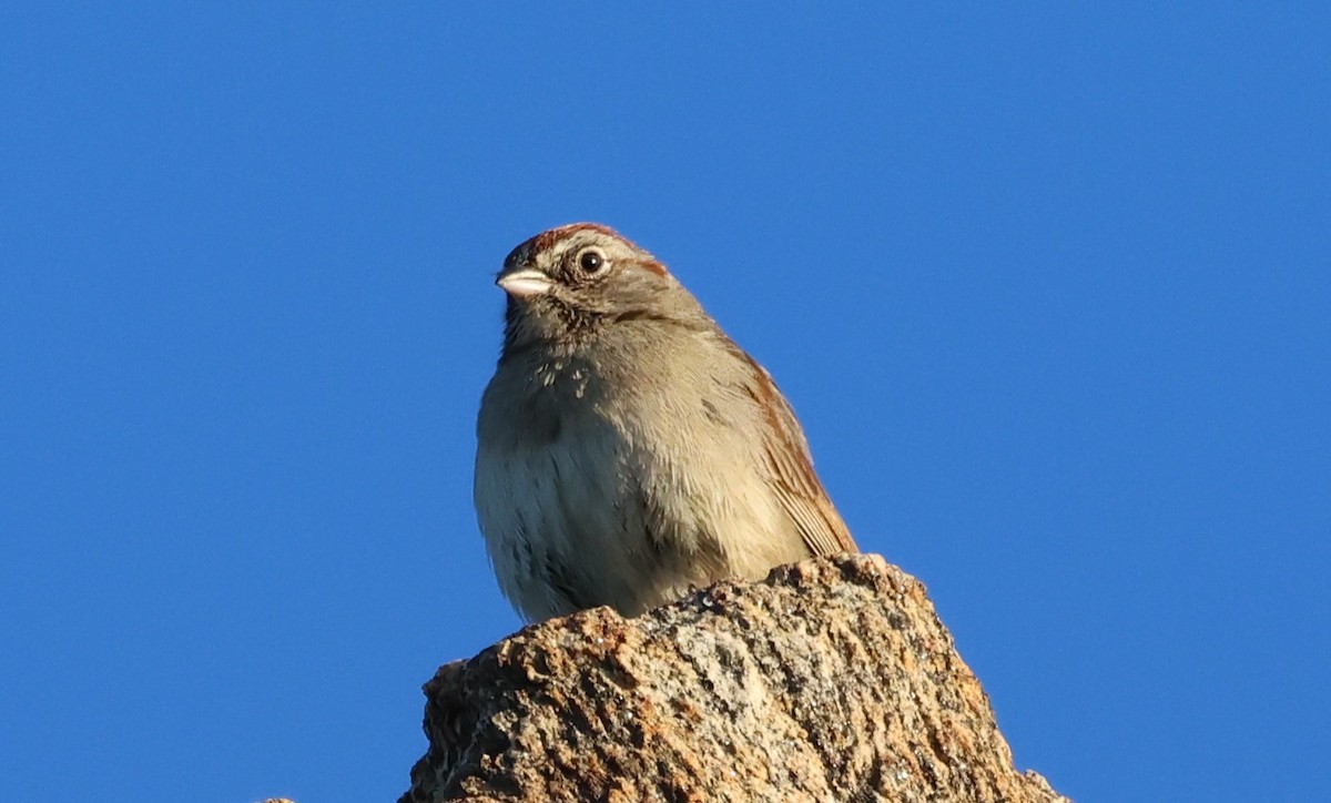 Rufous-crowned Sparrow - ML618101568