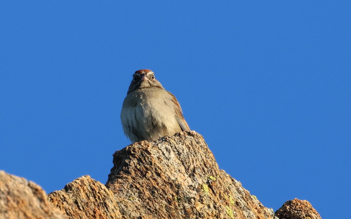 Rufous-crowned Sparrow - ML618101569