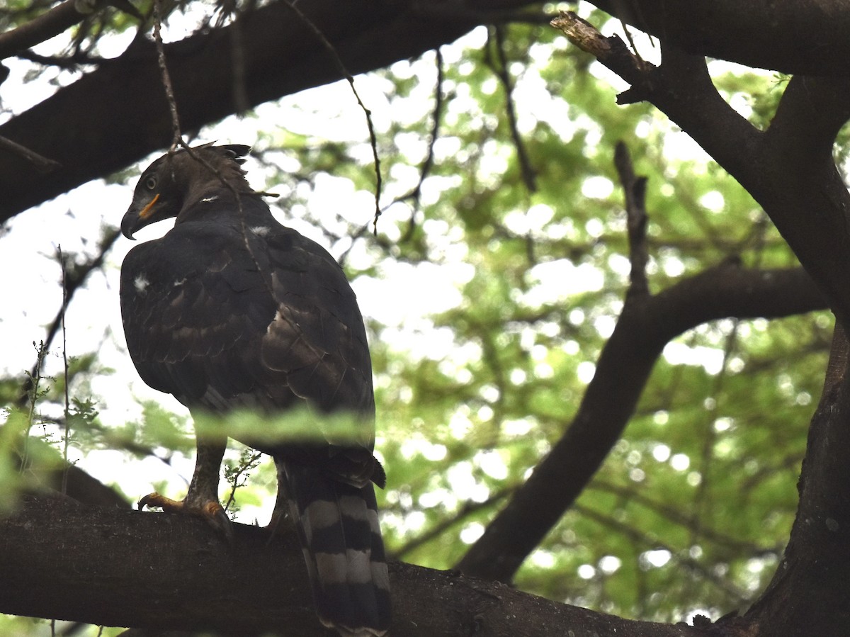 Crowned Eagle - Shirley Bobier