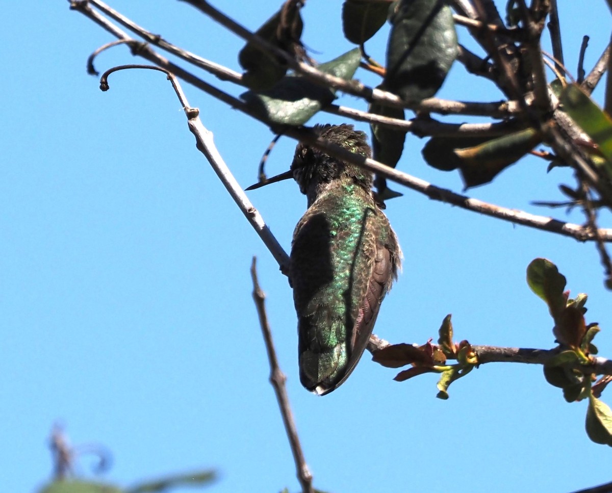 hummingbird sp. - Uma Sachdeva