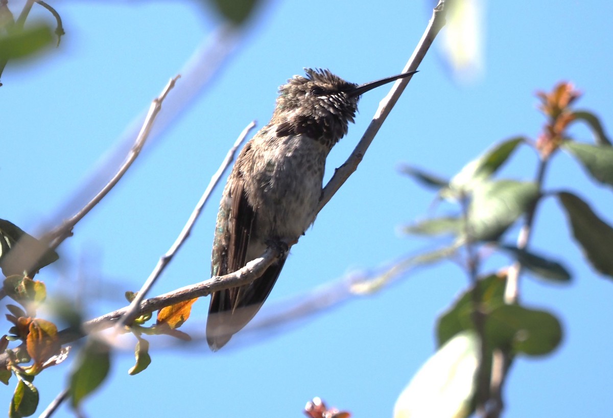 Trochilidae sp. - ML618101596