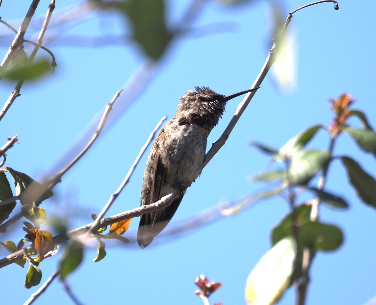 tanımsız Trochilidae sp. - ML618101597