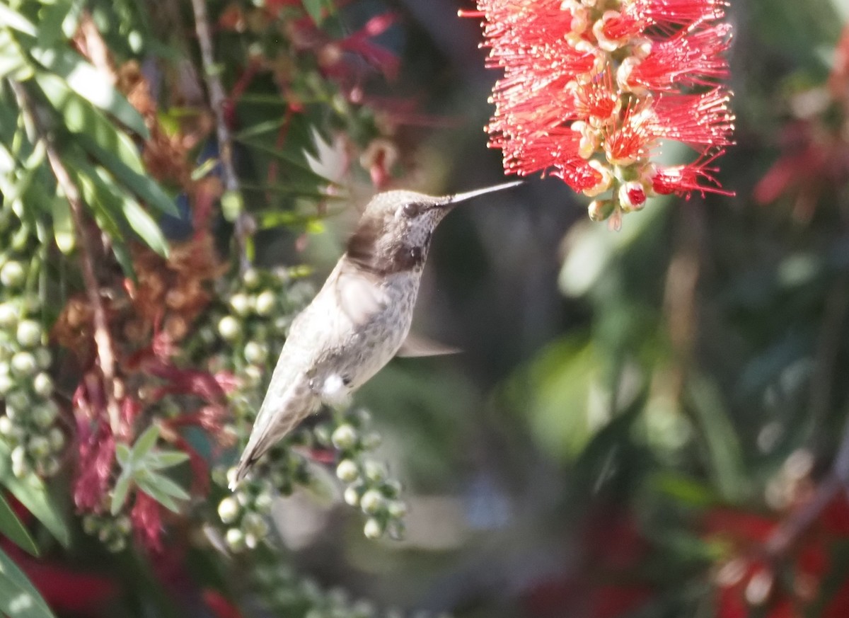 Trochilidae sp. - ML618101598