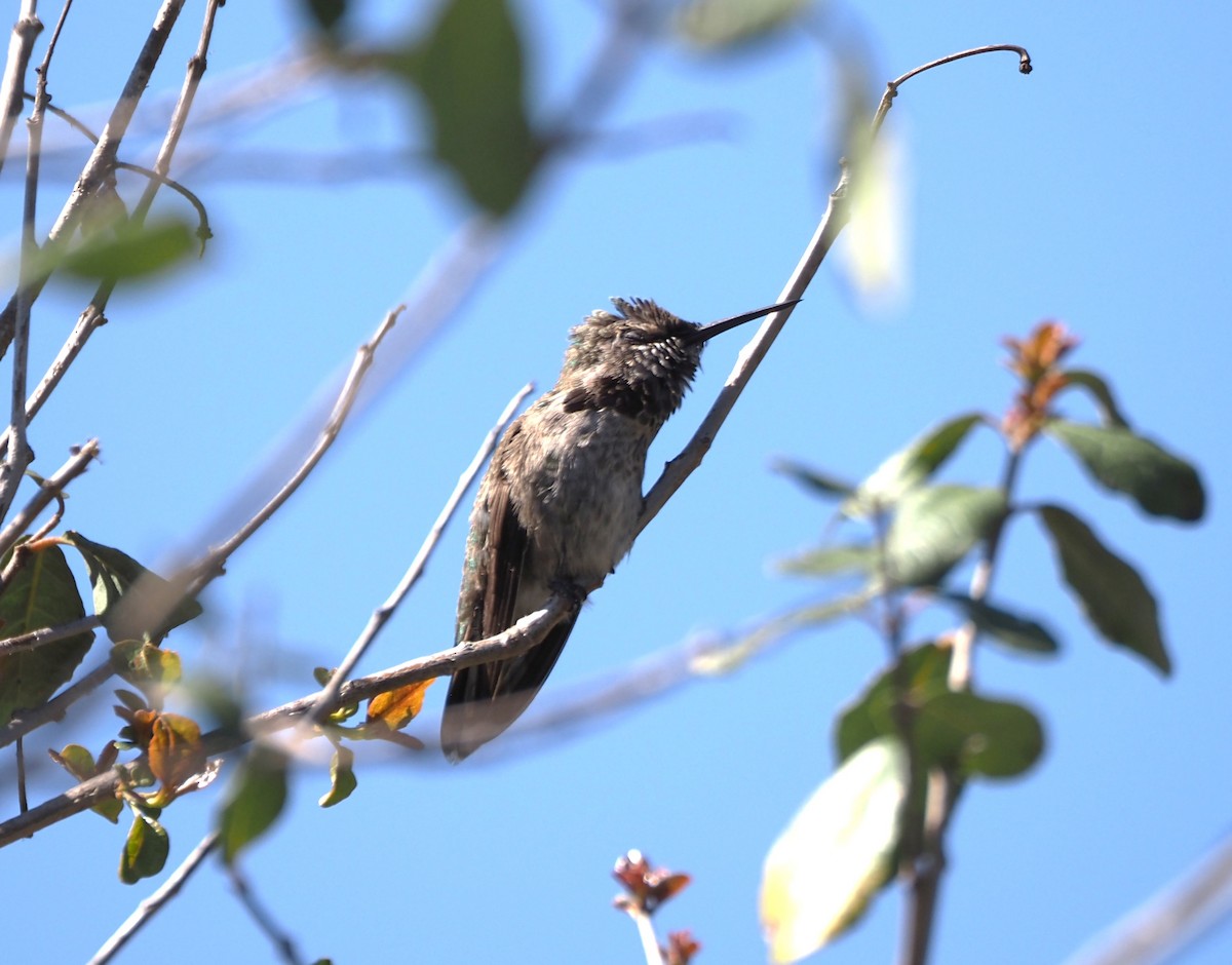 Trochilidae sp. - ML618101599