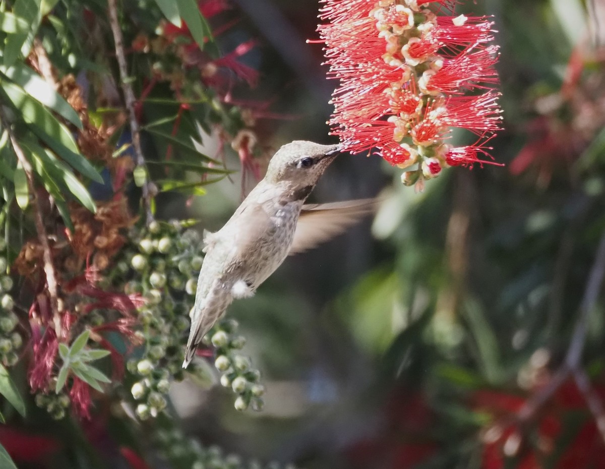 Trochilidae sp. - ML618101600