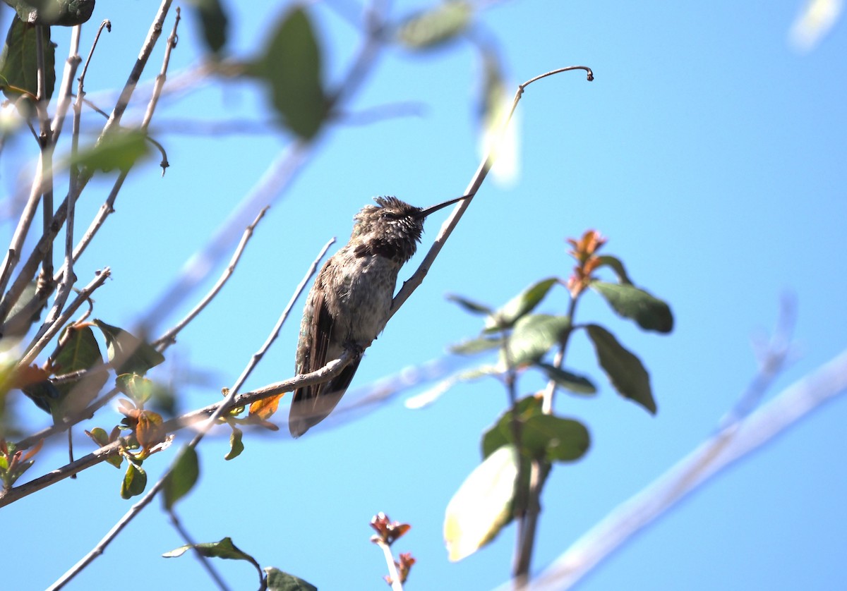 hummingbird sp. - ML618101601