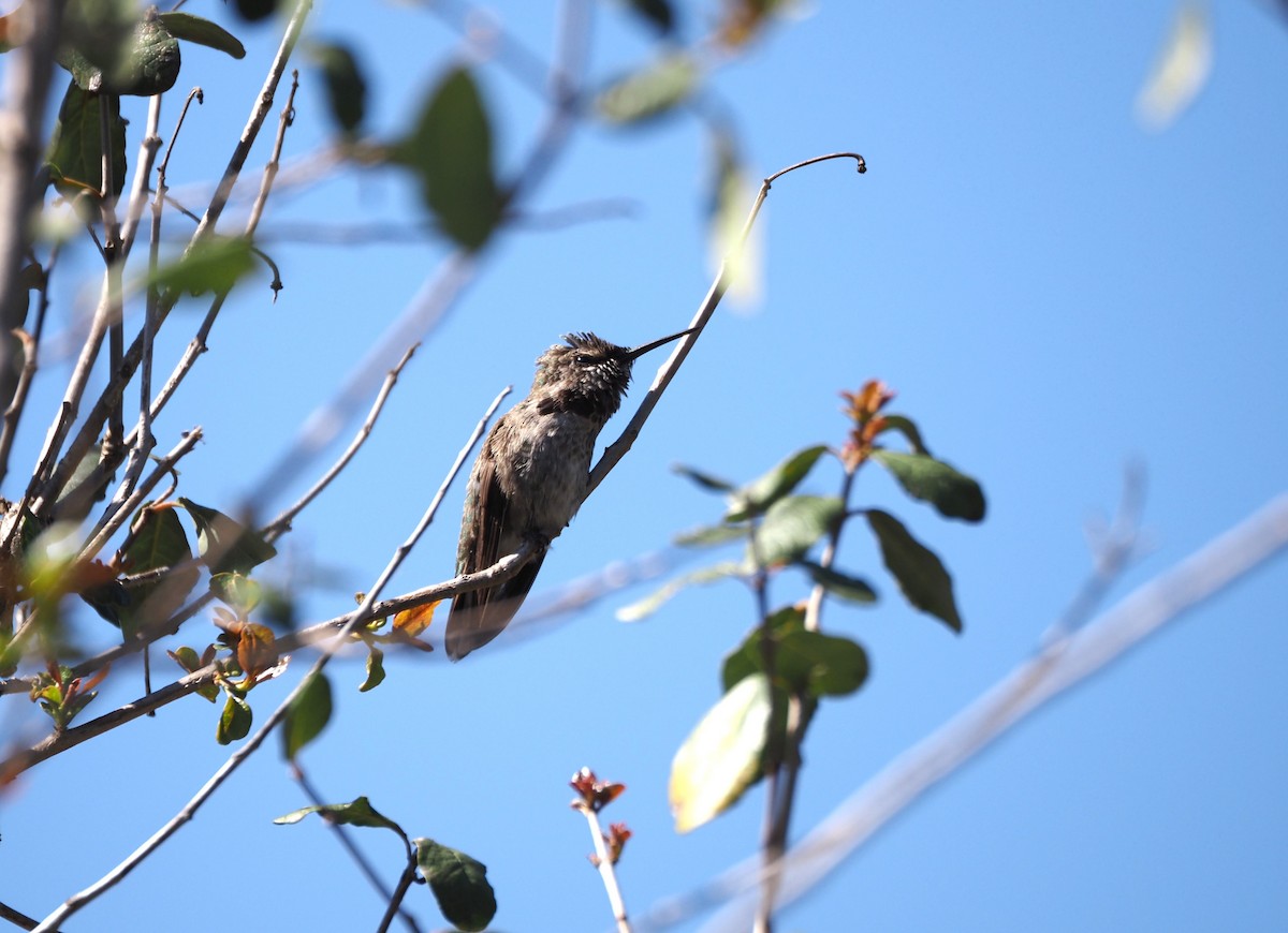 Trochilidae sp. - ML618101603