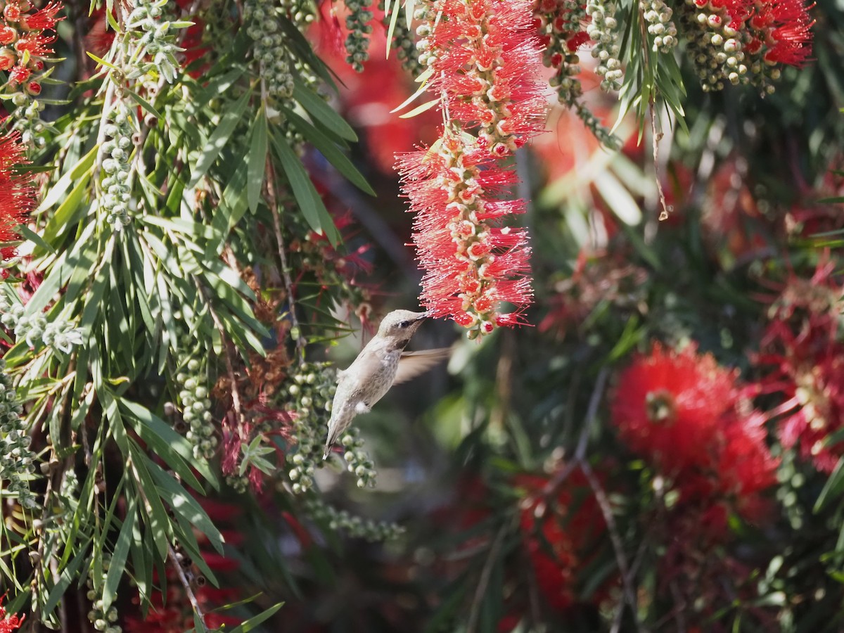 Trochilidae sp. - ML618101605