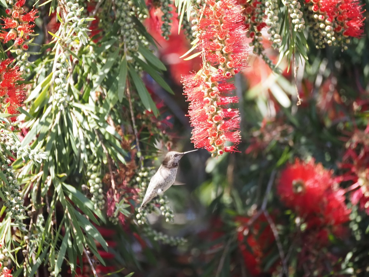 Trochilidae sp. - ML618101608