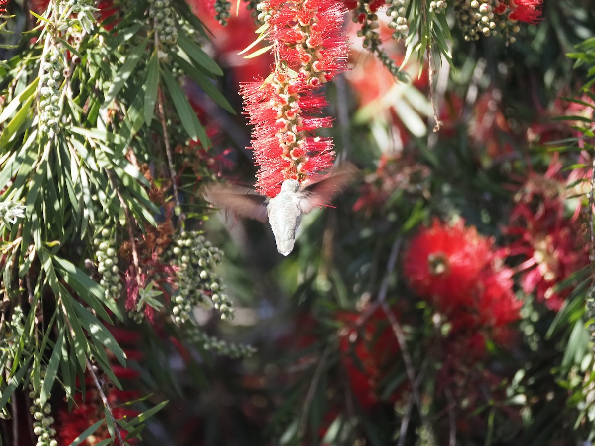 ub. kolibri (Trochilidae sp.) - ML618101609