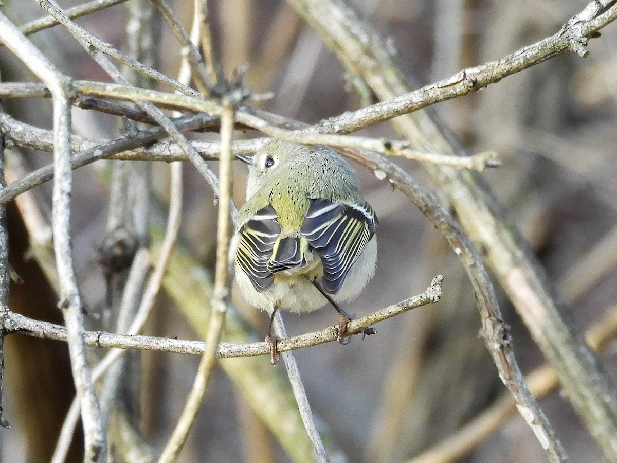 Ruby-crowned Kinglet - Leann Henderson