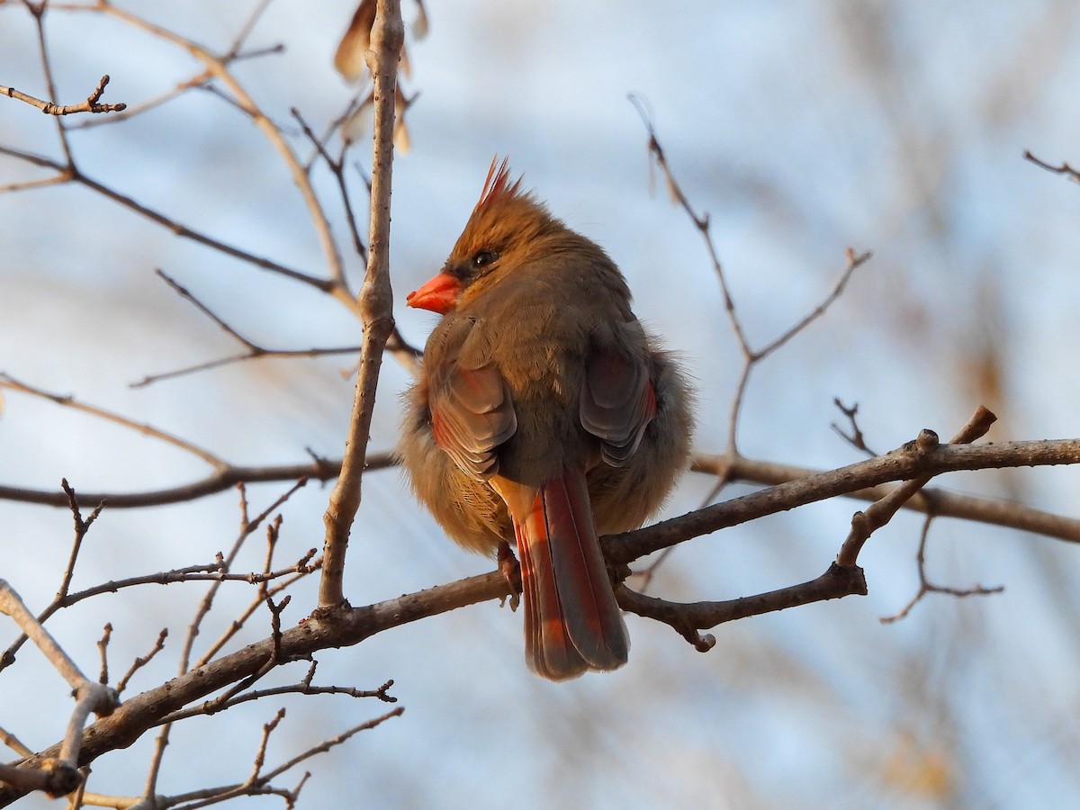 Northern Cardinal - Leann Henderson