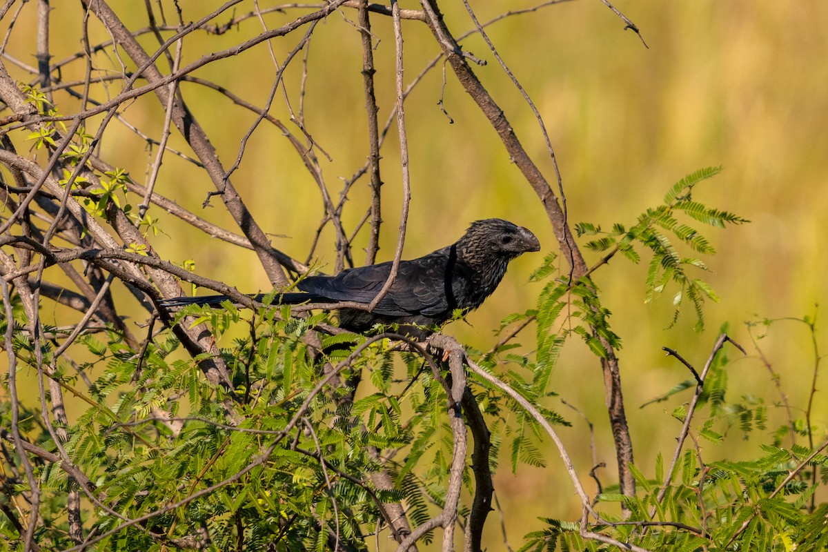 Smooth-billed Ani - ML618101682