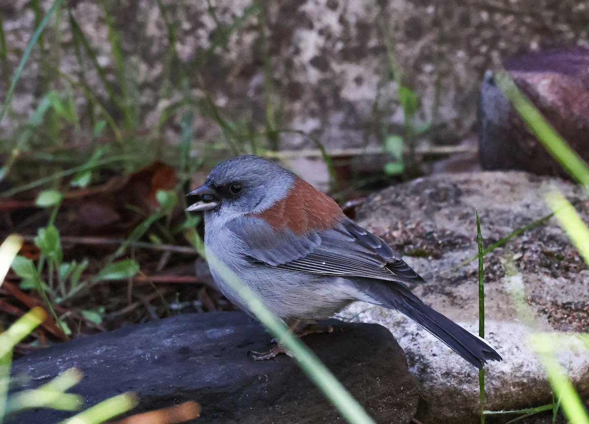 Dark-eyed Junco (Red-backed) - Sky Schipper